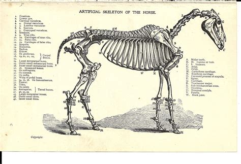 Old paper look with yellowed edges. Horse Anatomy Labeled Illustration of Horse Skeleton ...