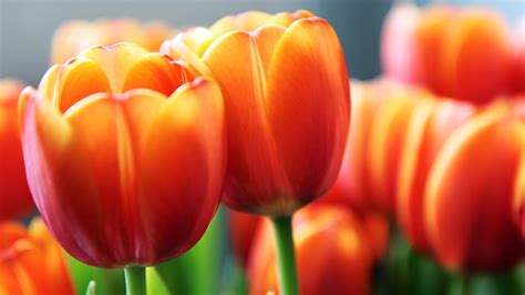 Orange Tulips Wallpapers High Quality Download Free