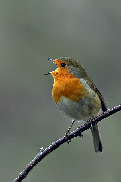 Singing A Happy Song Robin Bird Chirping Singing John Mactavish