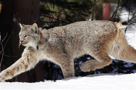 Us Says Snow Loving Lynx No Longer Need Special Protection Red Deer