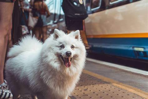 Dog On The Overground A6000 35mm F18 Sonyalpha