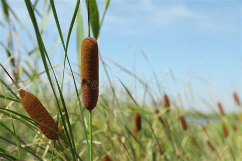 Beautiful Reed Plants Growing Outdoors On Sunny Day Stock Photo Image