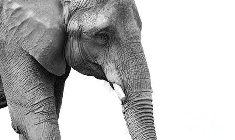Powerful Black And White Elephant Portrait Photograph By Sylvie Bouchard