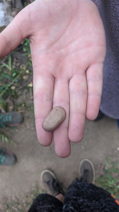 My Sister Found A Rock That Looks Like A Potato Mildlyinteresting
