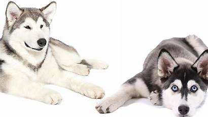 Husky Siberian Malamute Alaskan Perbedaan Anjing Dan