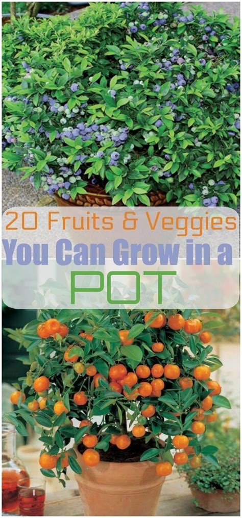 20 Fruits And Vegetables You Can Grow In Pots Home Vegetable Garden