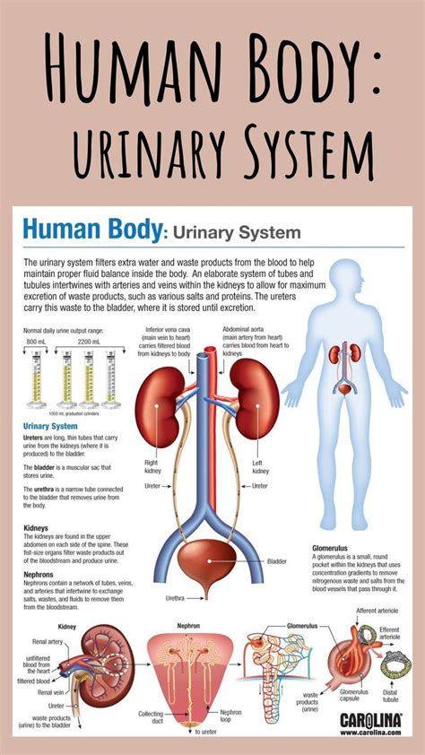 For A Look At The Structures And Functions Of The Urinary System Download Our Free Infographic