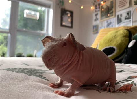 Hairless Guinea Pig Petmd
