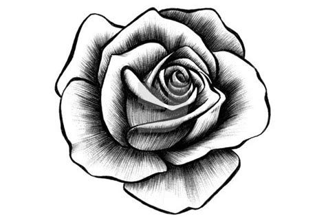 Drawn Rose Drawing Roses Eldamiannet 