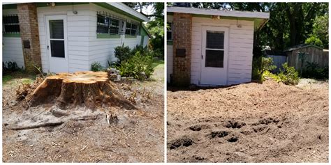 Tree Stump Removal Arnie Barrow Tree Stump Grinding Removal Services