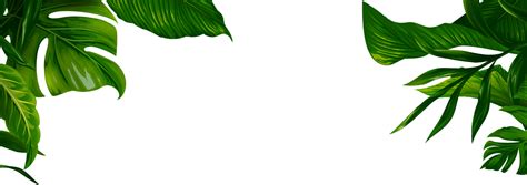 Download Jungle Transparent Leaves Banana Leaf Illustration Png Png