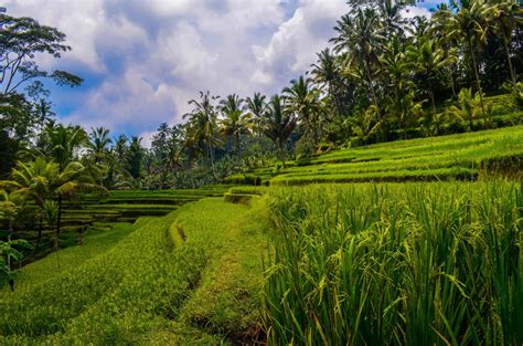 What Everybody Ought To Know About Bali