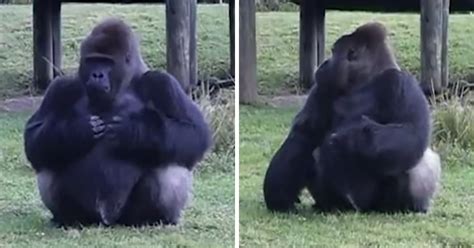 Gorilla Uses Sign Language To Say Hes Not Allowed To Be Fed Then