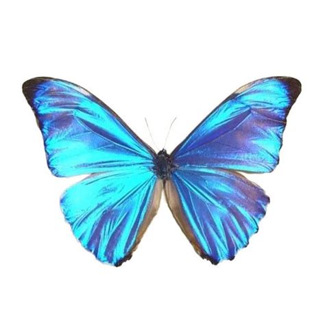 One Real Butterfly Blue Morpho Aurora Unmounted Wings Closed Etsy