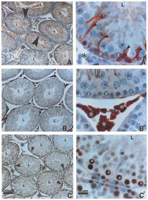 Plant cell shape, seen as an integrative output, is of considerable interest in various fields, such as cell wall research, cytoskeleton dynamics and biomechanics. Immunostaining of specific cell types in the testis ...