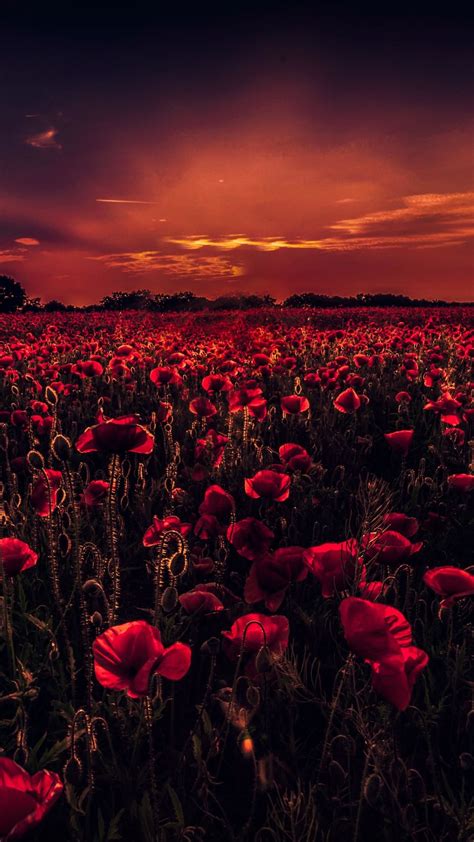 Poppy Field In The Sunset Wallpaper Backiee