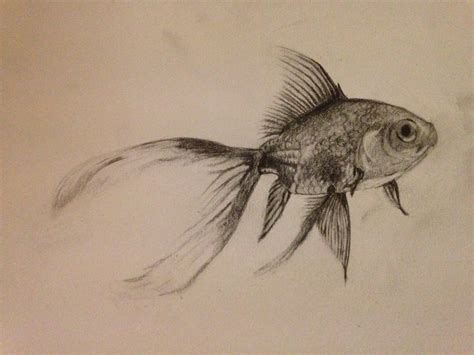 Fish Drawing In Pencil At Getdrawings Free Download