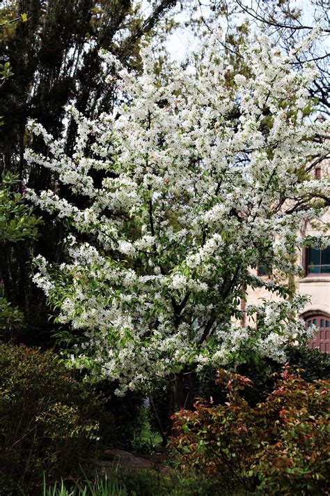 Famous What Kind Of Trees Bloom White Flowers In The Spring Ideas