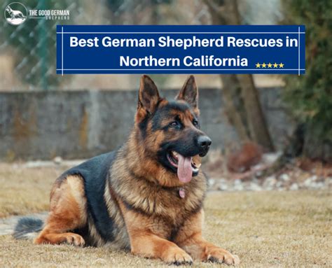 5 Best German Shepherd Breeders In Northern California 2023 The