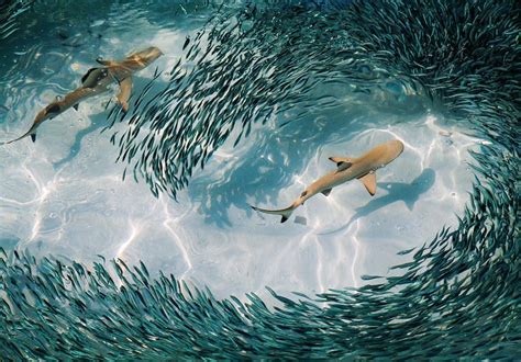 A Little Different Above Ocean Pic Of Black Tip Reef Sharks In A