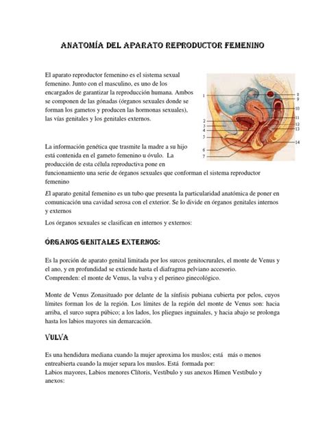 Anatomía Del Aparato Reproductor Femenino Iiiiiii Ciclo Menstrual