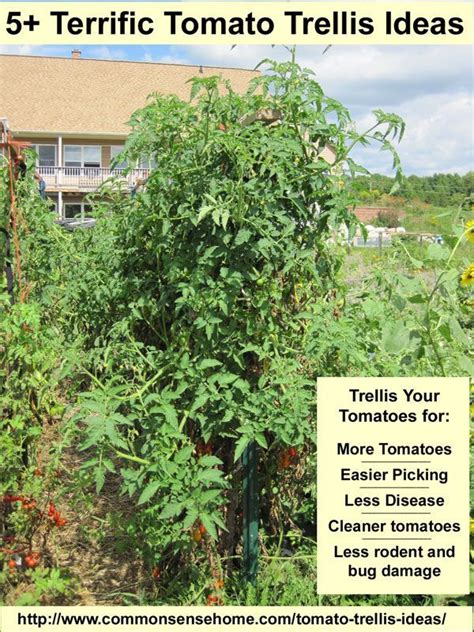 5 Terrific Tomato Trellis Ideas Tomato Trellis Tomato Garden