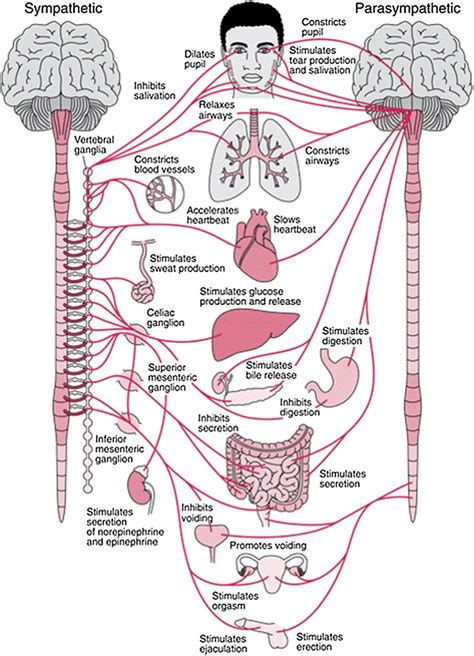 Anatomical Nervous System Chart