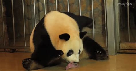 This Rare Footage of A Panda Giving Birth Is Just The Adorable