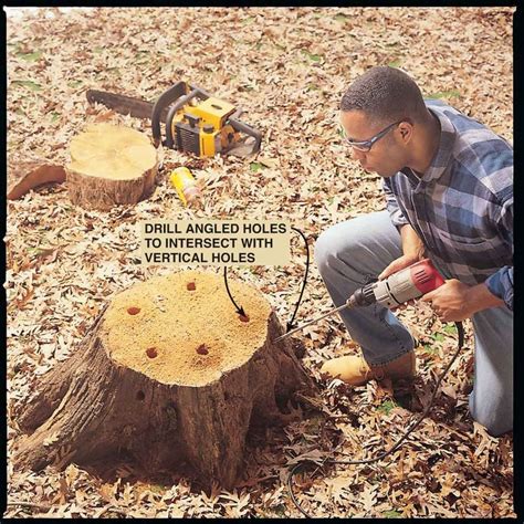 How To Remove A Tree Stump Painlessly Stump Removal Stump Grinder