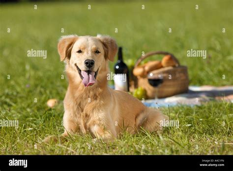 Golden Retriever In Front Of Picnic Basket On Meadow Stock Photo Alamy