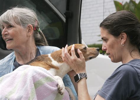Lost Dog And Cat Rescue Virginia Teofila Arredondo