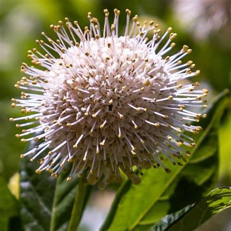 Cephalanthus Occidentalis Buttonbush Sugar Creek Gardens