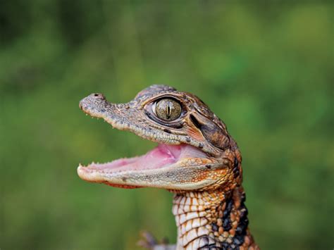 A Baby Spectacled Caiman Crocodile Imgur Cute Reptiles Crocodiles