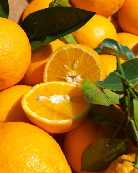 Oranges Bio De Bio Agrumi Monasteri Italie Crowdfarming Fruits Et