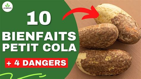 Petit Cola Tout Savoir Sur Cette Noix Bienfaits Utilisations