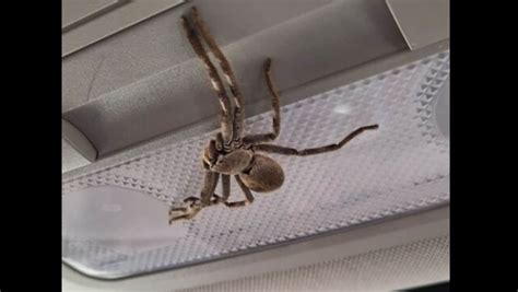 Huge Huntsman Spider Pops Up In Womans Car Running At 100 Kmhr In