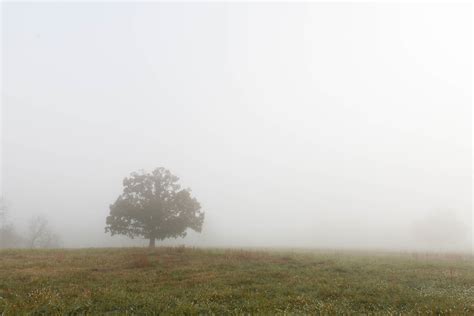 Free Images Landscape Tree Nature Grass Horizon Fog Mist Field