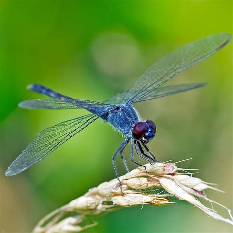 Do Dragonflies Bite Or Sting Humans Dragonfly Bites Explained