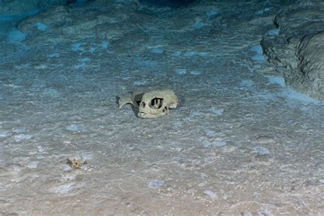 trip report palau mar apr 2022 wrecks caves and reefs scubaboard