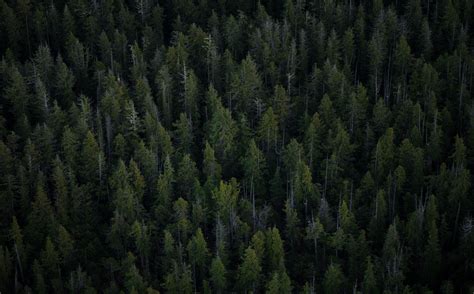 Spruce Forest Wallpapers Top Free Spruce Forest Backgrounds