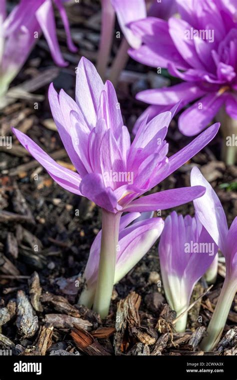 Colchicum Autumnale Waterlily An Autumn Fall Flower Bulb Plant