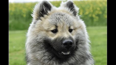 Eurasier Dog Breed Info Guide And Care