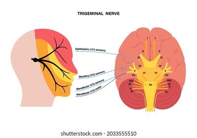 Trigeminal Nerve Diagram Ganglion Ophthalmic Mandibular And Sexiz Pix