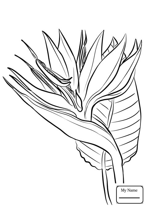 Bird Of Paradise Drawing at GetDrawings | Free download