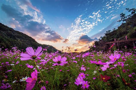 5 flower fields you don't have to wait until spring and summer to visit — add a little color to your chilly, rainy days. Cosmos Flower Field At Sunset Photograph by Philip Walker