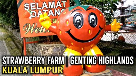 We recommend booking genting strawberry leisure farm tours ahead of time to secure your spot. Strawberry Farm | Genting Highlands | Kuala Lumpur ...