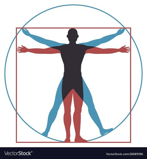 Vitruvian Man Leonardo Da Vinci Human Body Perfect Anatomy Proportions