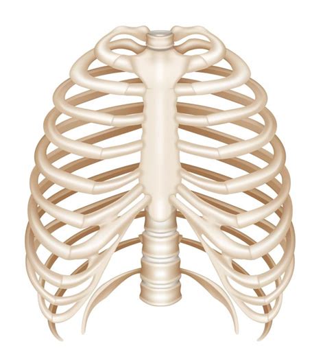What Is The Axial Skeleton With Pictures