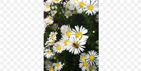 Oxeye Daisy Marguerite Daisy Roman Chamomile Chrysanthemum Wildflower