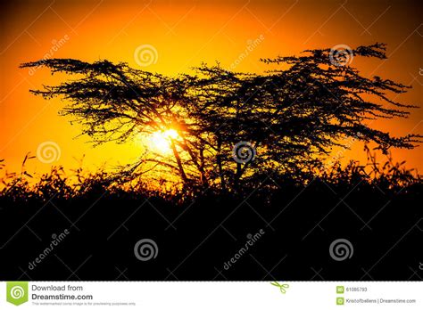 African Savannah Sunset Tree Silhouette Stock Image Image Of
